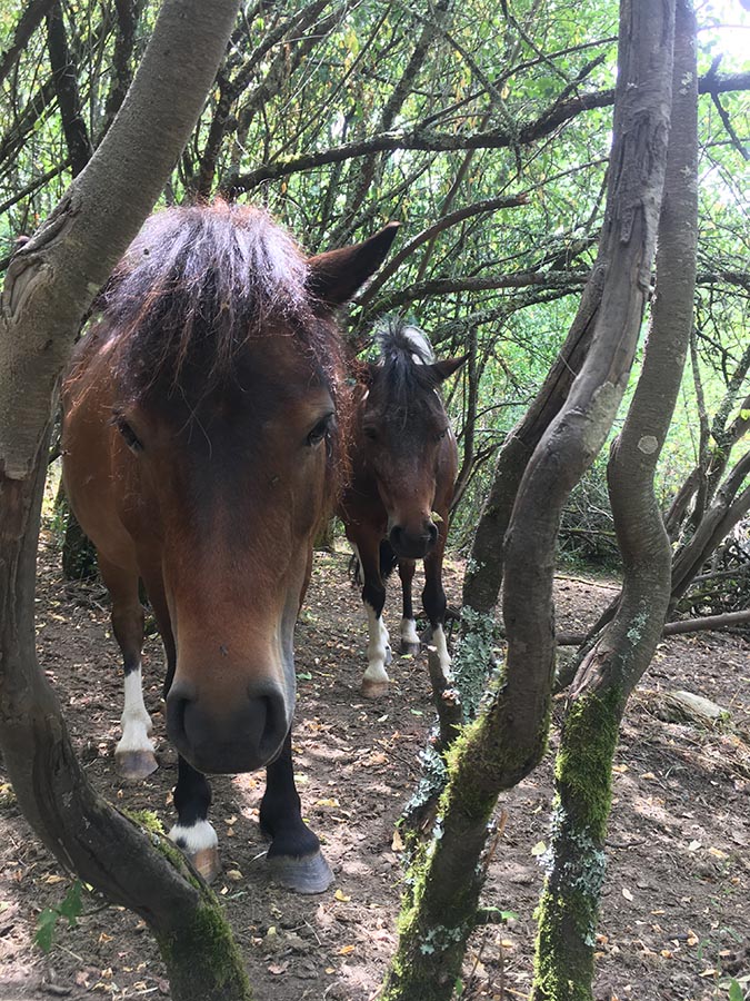 Erelle et Etna- Centre equestre de Najac - Jardin du ptit cheval