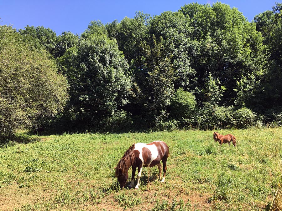 Farniente - Centre equestre de Najac - Jardin du ptit cheval - Aveyron