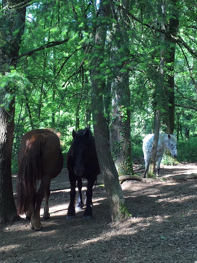 La cavalerie - Centre equestre de Najac - Jardin du ptit cheval-Aveyron