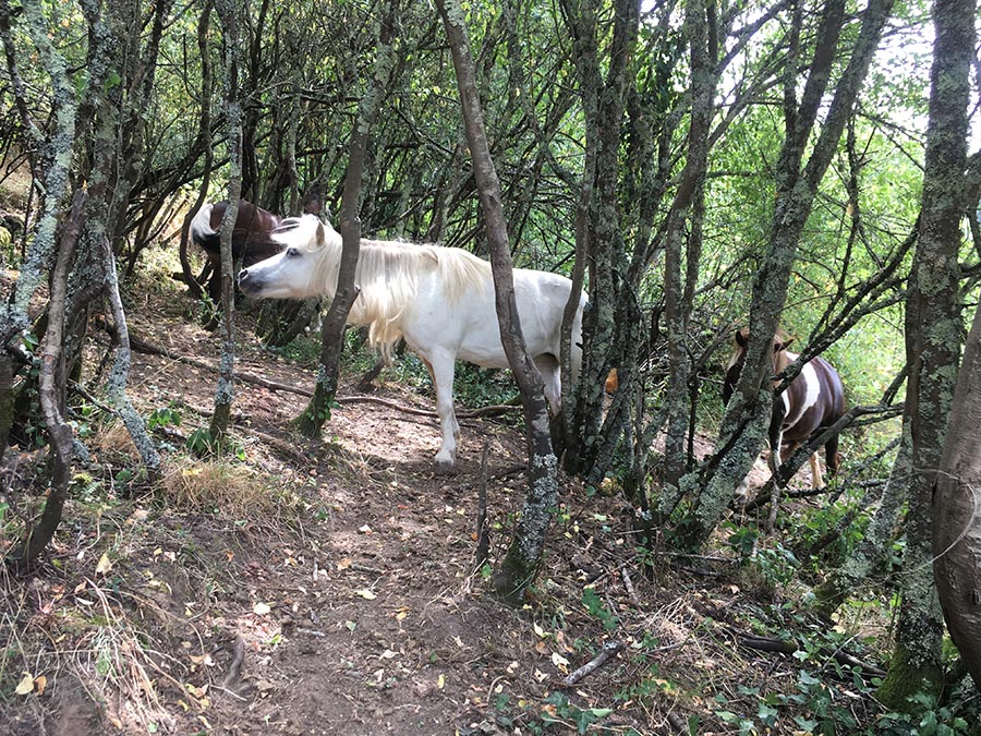 La cavalerie dans les bois - Centre equestre de Najac - Jardin du ptit cheval-Aveyron