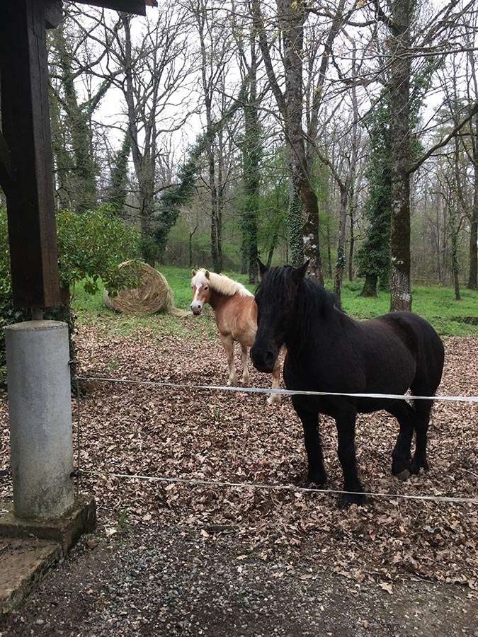 La cavalerie dans les bois - Centre equestre de Najac - Jardin du ptit cheval