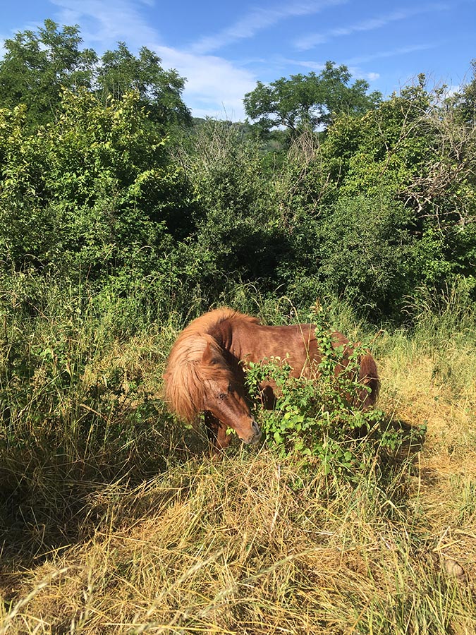 La ponette Noisette dans les herbes - Centre equestre de Najac - Jardin du ptit cheval - Aveyron