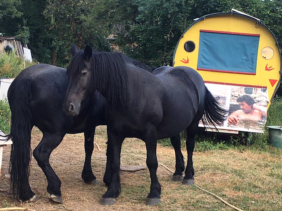 Les chevaux Treflou et Quoucet - Centre equestre de Najac - Jardin du ptit cheval - Aveyron