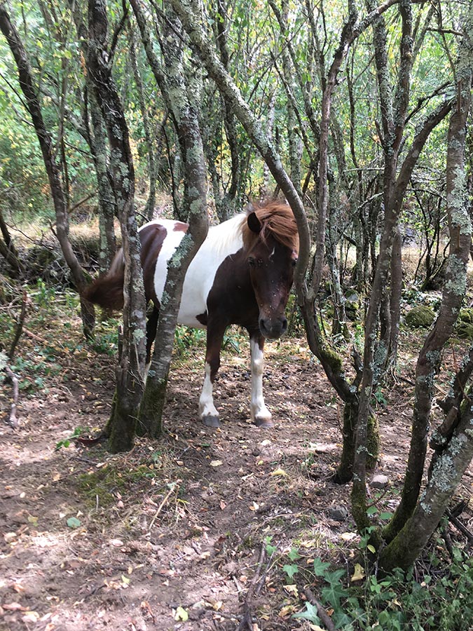 Poneytta dans les bois - Centre equestre de Najac - Jardin du ptit cheval