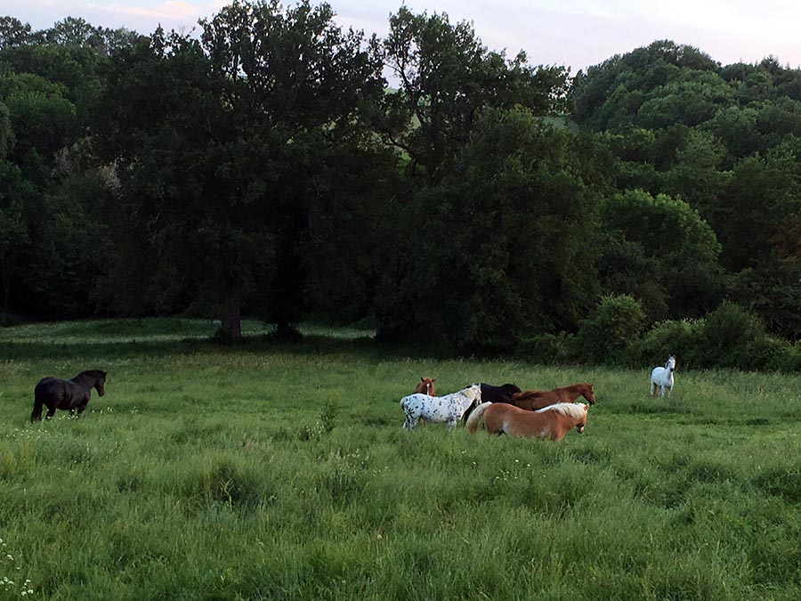 Les chevaux dans les champs - Centre équestre de Najac - Jardin du ptit cheval