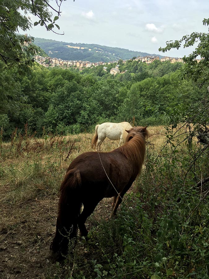 Les chevaux sur les hauteurs de Najac - Centre equestre de Najac - Jardin du ptit cheval - Aveyron