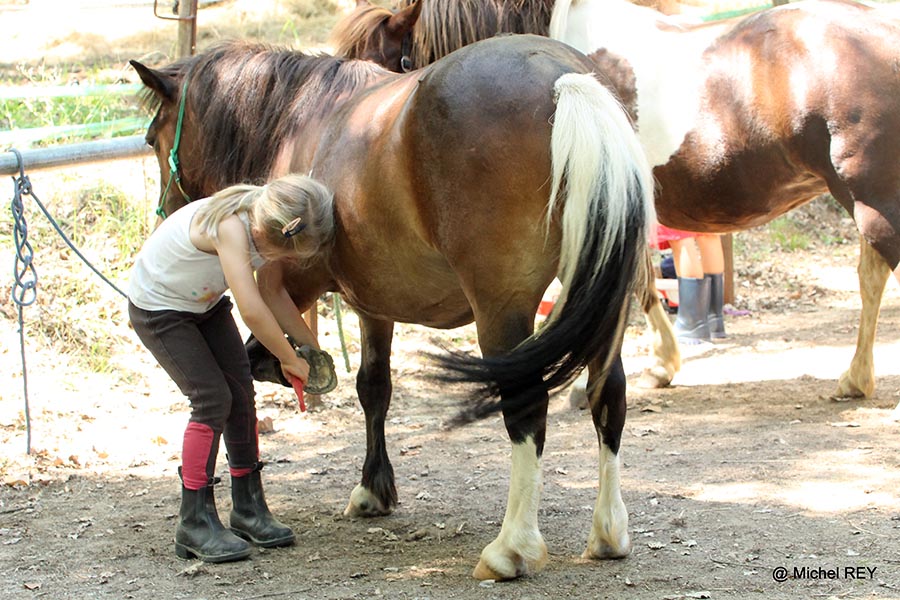 Curage des sabots - Centre equestre de Najac - Jardin du ptit cheval