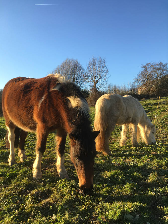 Ginette et Etna se régalent de quelques brins d'herbe -Centre équestre de Najac-Jardin du ptit cheval