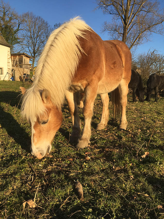 Taiga broutant quelques brins d'herbe -Centre équestre de Najac-Jardin du ptit cheval