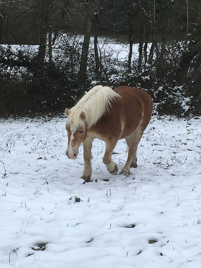 Taiga se promenant dans la neige-Centre équestre de Najac-Jardin du ptit cheval