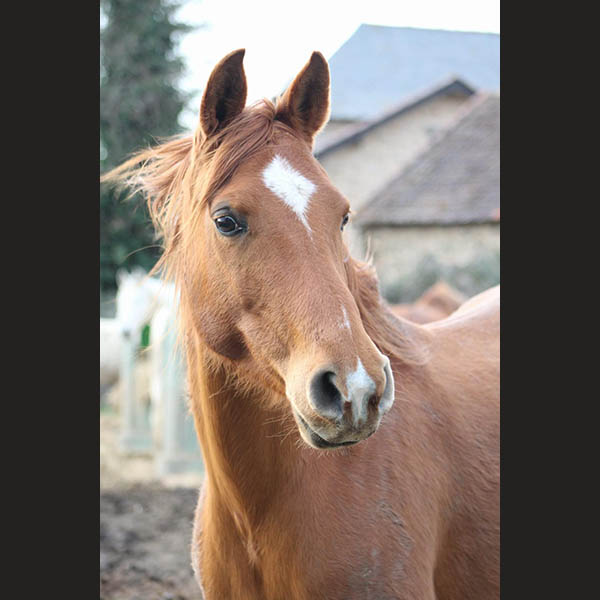 Etoile- Jument-centre equestre de Najac-Le jardin du ptit cheval-Aveyron