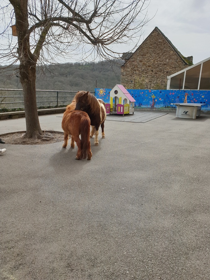 Dans la cour de l'école de Najac-Médiation équine-Obéline Mortier