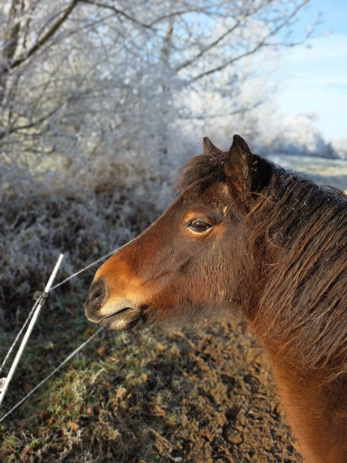 Erelle-Centre équestre de Najac
