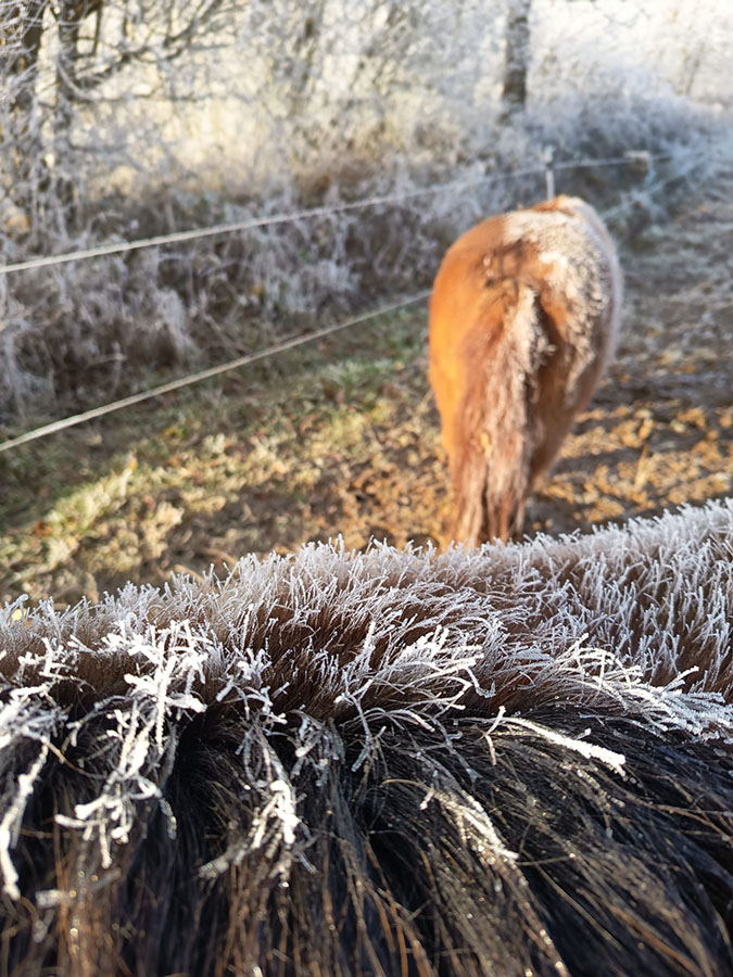 Erelle et Noisette-Centre équestre de Najac