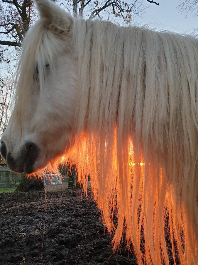 Ginette crinière de feu