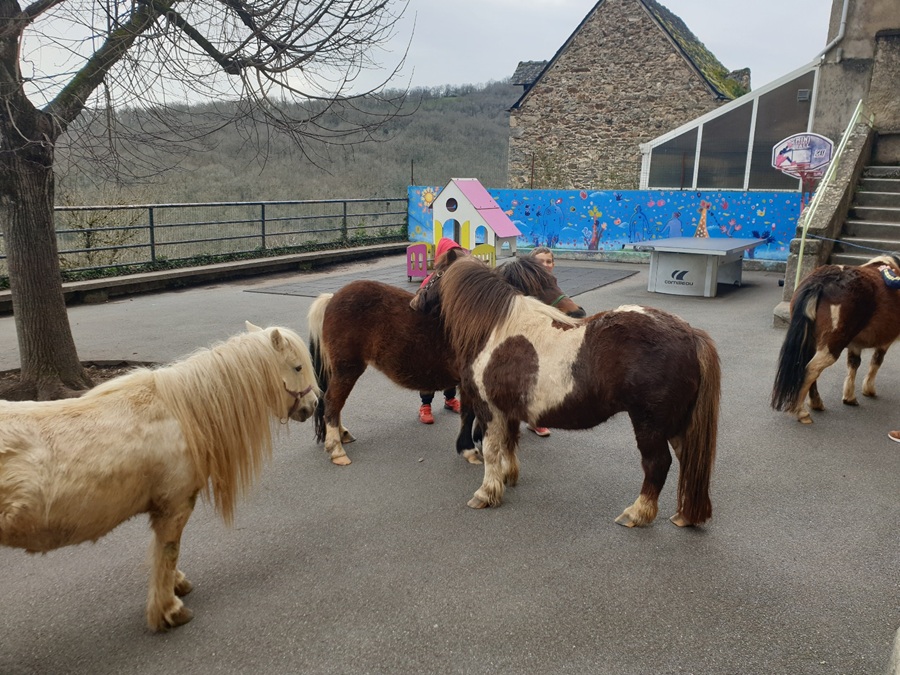 Médiation équine à l'école de Najac-Obéline Mortier