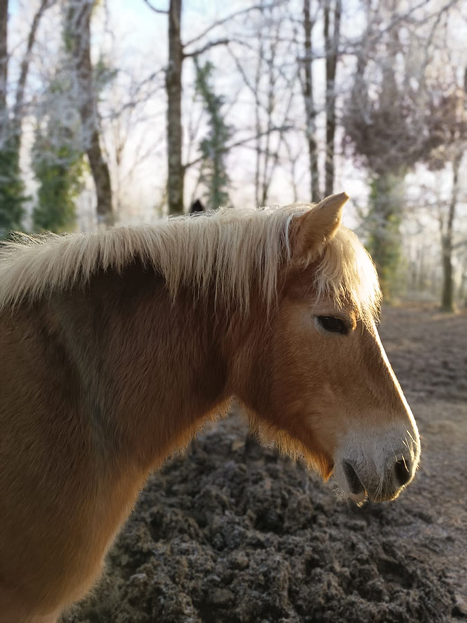 Taiga-Centre équetsre de Najac