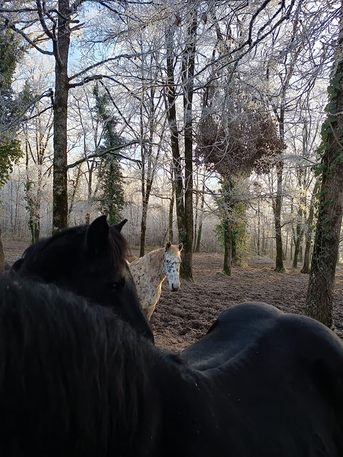 Troupeau dans les bois en hiver-Centre équestre de Najac