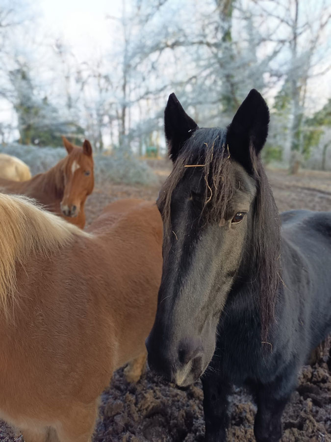 Troupeau du Centre équestre de Najac