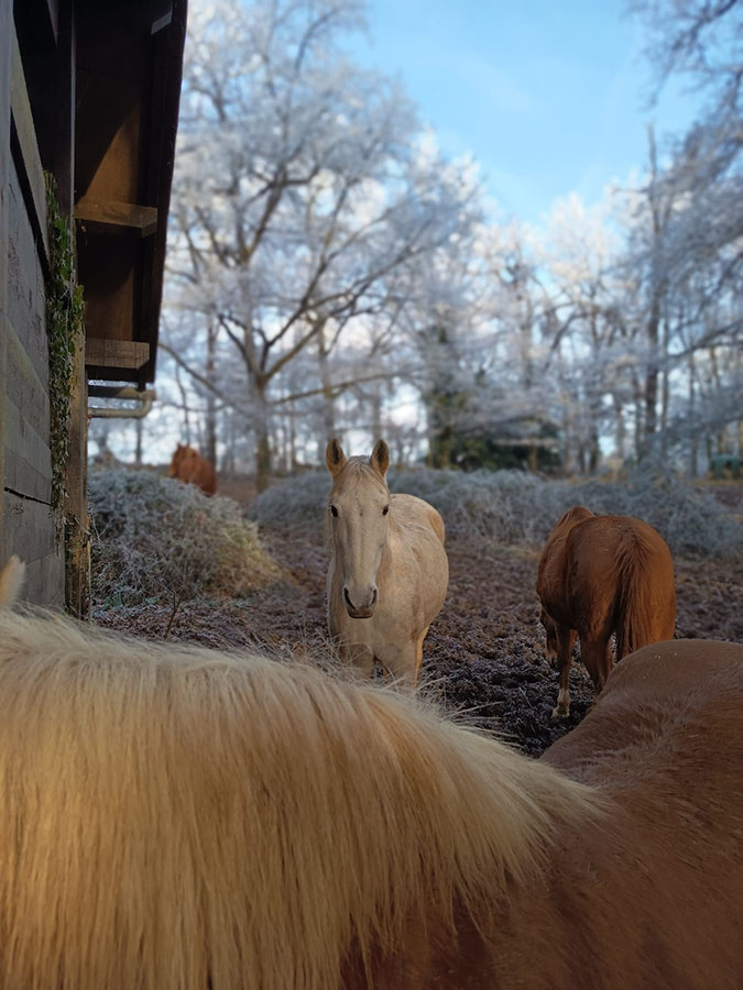 Une partie du troupeau du Centre équestre de Najac